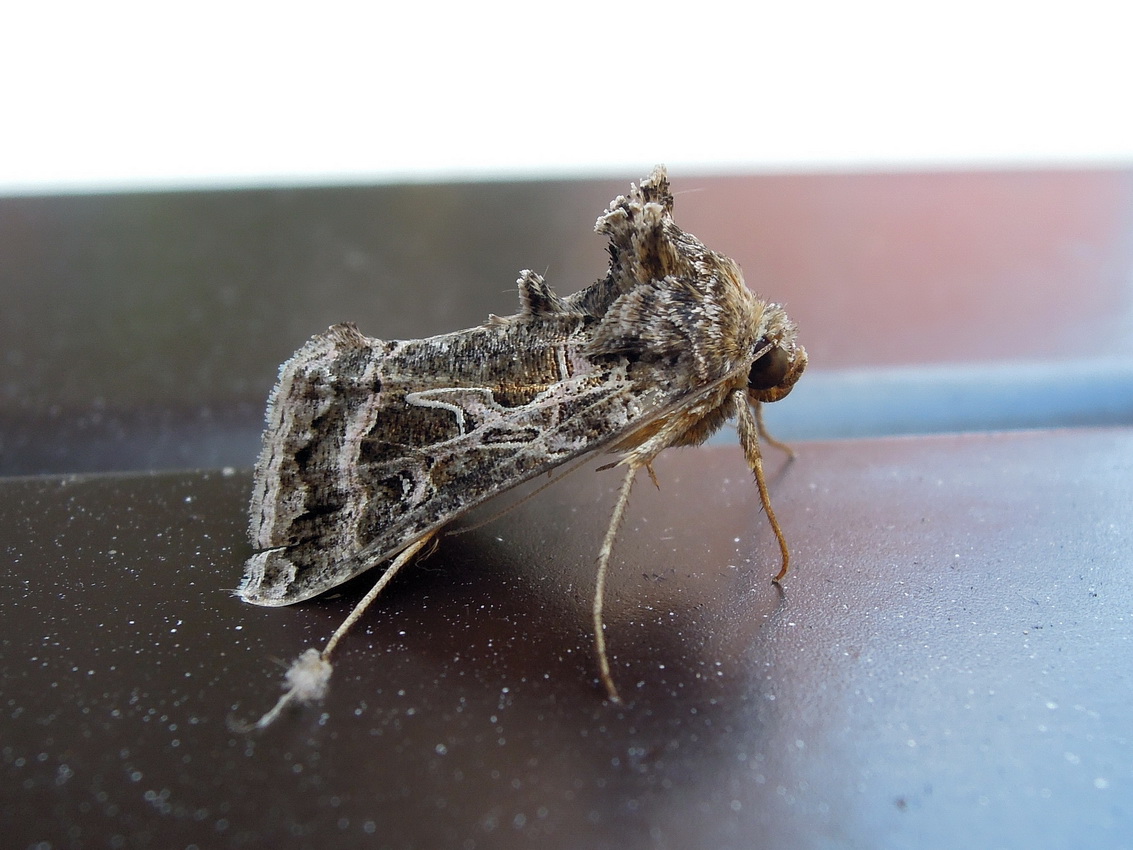 Thysanoplusia daubei (Noctuidae)